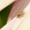 Diptera (Insecta)