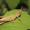 Chorthippus angulatus (Acrididae)