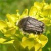 Scarabaeidae (Coleoptera)