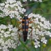 Strangalina attenuata