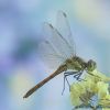 Sympetrum vulgatum