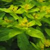 Euphorbia lingulata Heuff.