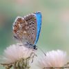 Lysandra bellargus