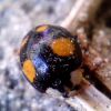 Harmonia axyridis (Pallas, 1773) f. spectabilis Faldermann, 1835