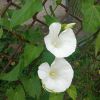 Calystegia sepium (L.) R. Br.