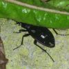 Carabus