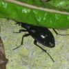 Carabus