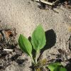 Plantago major subsp. intermedia (Gilib.) Lange