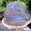 Трутовик дубовий несправжній (Phellinus cf. robustus)