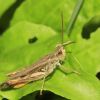 Chorthippus apricarius