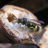 Leucospis (Leucospidae)