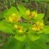 Euphorbia lingulata Heuff.