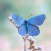 Lysandra bellargus