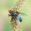 Cynomya mortuorum