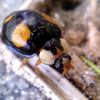 Harmonia axyridis (Pallas, 1773) f. spectabilis Faldermann, 1835