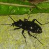 Carabus