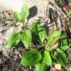 Plantago major subsp. intermedia (Gilib.) Lange