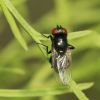 Diptera (Insecta)