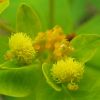 Euphorbia lingulata Heuff.