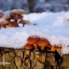 Flammulina velutipes