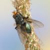 Cynomya mortuorum