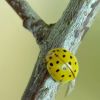 Psyllobora vigintiduopunctata