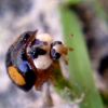 Harmonia axyridis (Pallas, 1773) f. spectabilis Faldermann, 1835