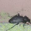 Carabus