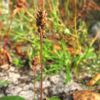 Plantago major subsp. intermedia (Gilib.) Lange