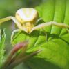 Мізумена клишонога (Misumena vatia)