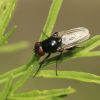 Diptera (Insecta)