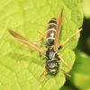 Polistes nimpha (Vespidae, Hymenoptera)