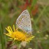 Polyommatus icarus (Lycaenidae)