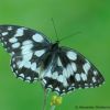 Melanargia galathea