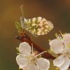 Anthocharis cardamines