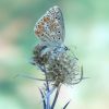 Lysandra bellargus