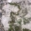 Кушир занурений (Ceratophyllum demersum)