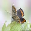 Lysandra bellargus