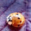 Harmonia axyridis (Pallas, 1773) f. succinea (Hope, 1845)