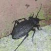 Carabus