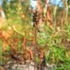 Plantago major subsp. intermedia (Gilib.) Lange