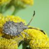 Coreus marginatus