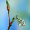 Anthocharis cardamines