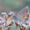 Lysandra bellargus