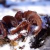 Auricularia auricula-judae)