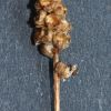 Plantago major subsp. intermedia (Gilib.) Lange