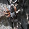 Ballus chalybaeius