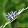 Melanargia galathea