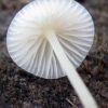 Mycena flavoalba ?