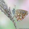 Lysandra bellargus